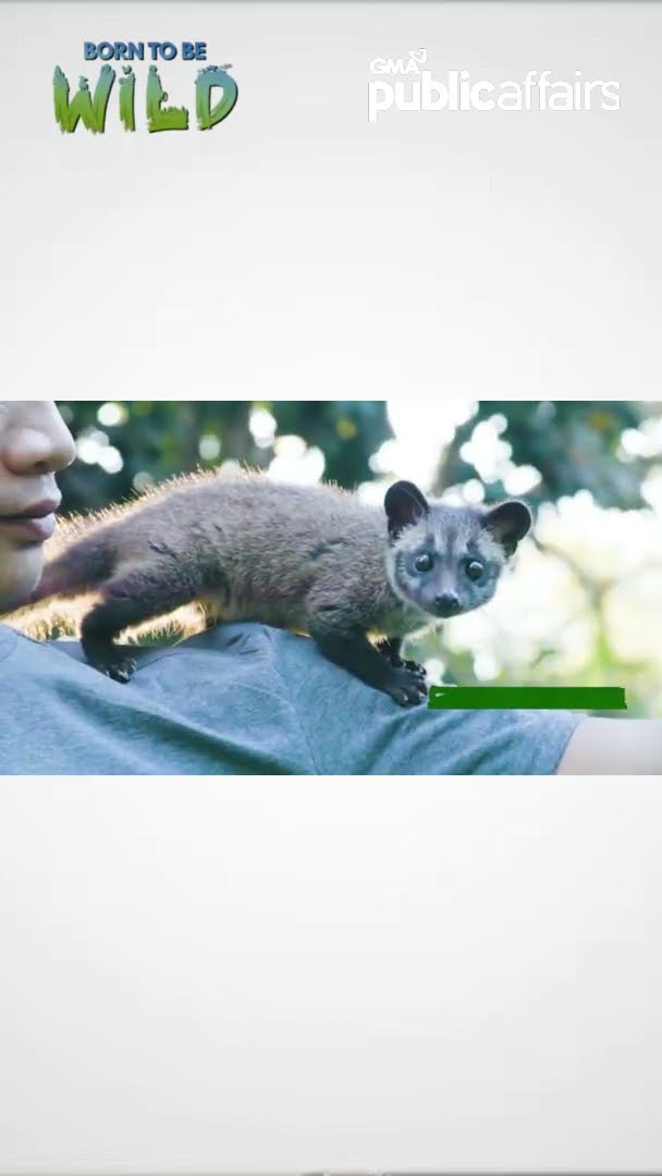 Batang musang, isang sundalo ang kinikilalang magulang?! #shorts | Born To Be Wild