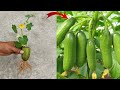 How to grow cucumbers by unique