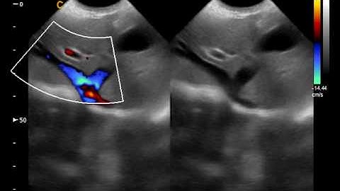 Shinova Veterinary - Portable Veterinary Color Doppler Scanning 1(DopScan N9V)