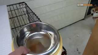 物欲という本能に駆られ猫並？にジャンプする柴犬ごんべぇshiba inu to jamp like a cat?