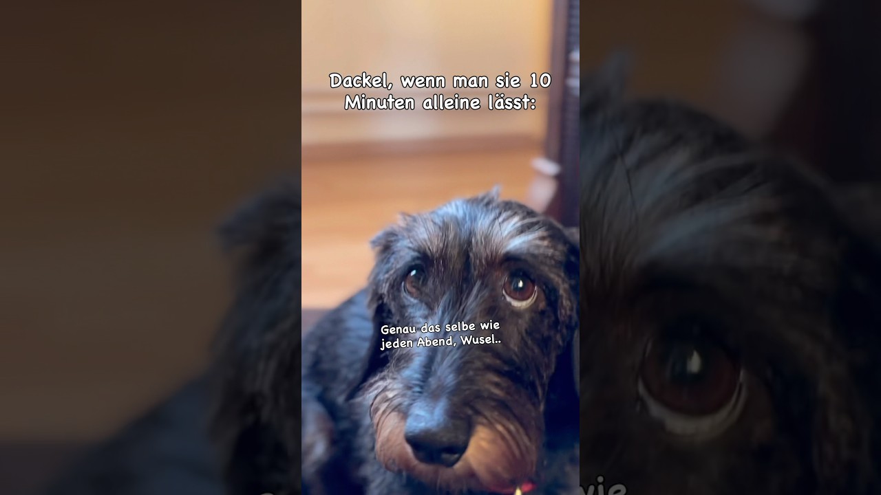 Kaum alleine, wird die Weltherrschaft übernommen 🫠😂 