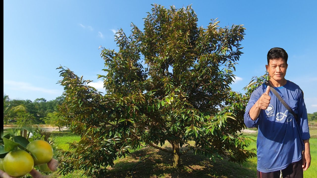 ปลูกทุเรียนบนคันนา ได้ทานผลแล้ว อายุ 5 ปี เกษตรผสมผสานครบวงจร จ.นครพนม