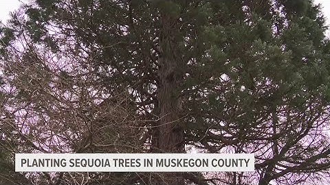 A group of artists and musicians are planting giant sequoia trees in Muskegon County
