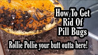 Pill Bugs! How to get rid of them and protect your plants using 