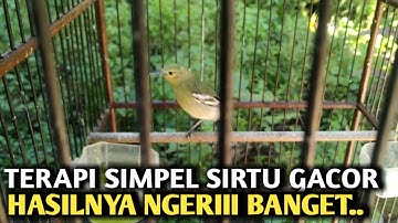 TIPS MERAWAT BURUNG SIRTU BISU JADI GACOR | SIMPEL HASIL LUAR BIASA