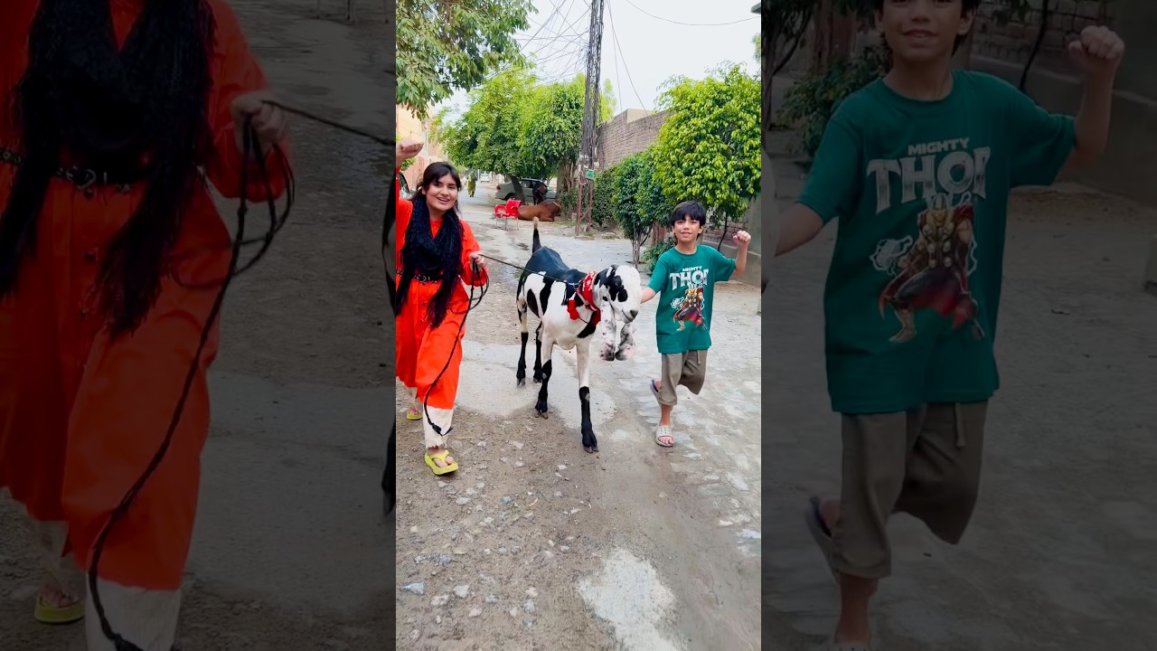 bakra kon chori kr ke le gya #shorts #short #shortvideo #viral #viralvideo