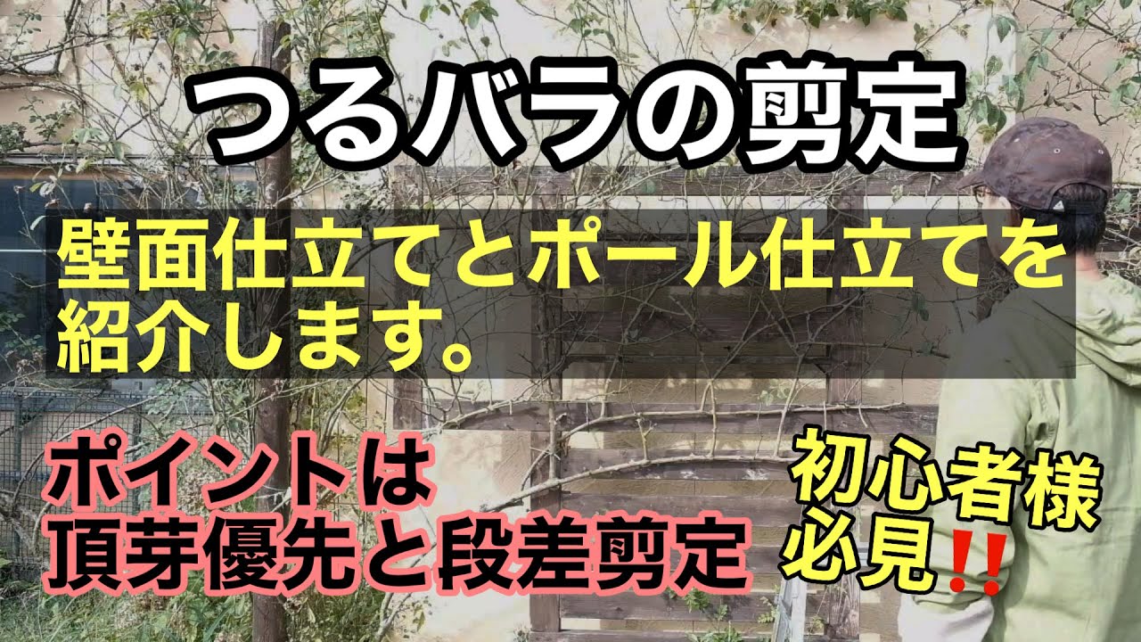 つるバラ「 ロココ」の剪定！壁面仕立てとポール仕立て二つを紹介します！初心者様必見です。