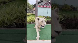 Amazing Animal Statues
