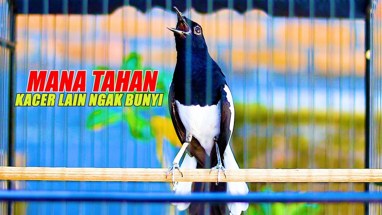 KACER BONGKAR ISIAN, KACER LAIN MANA TAHAN, PASTI LANGSUNG NGAMOK