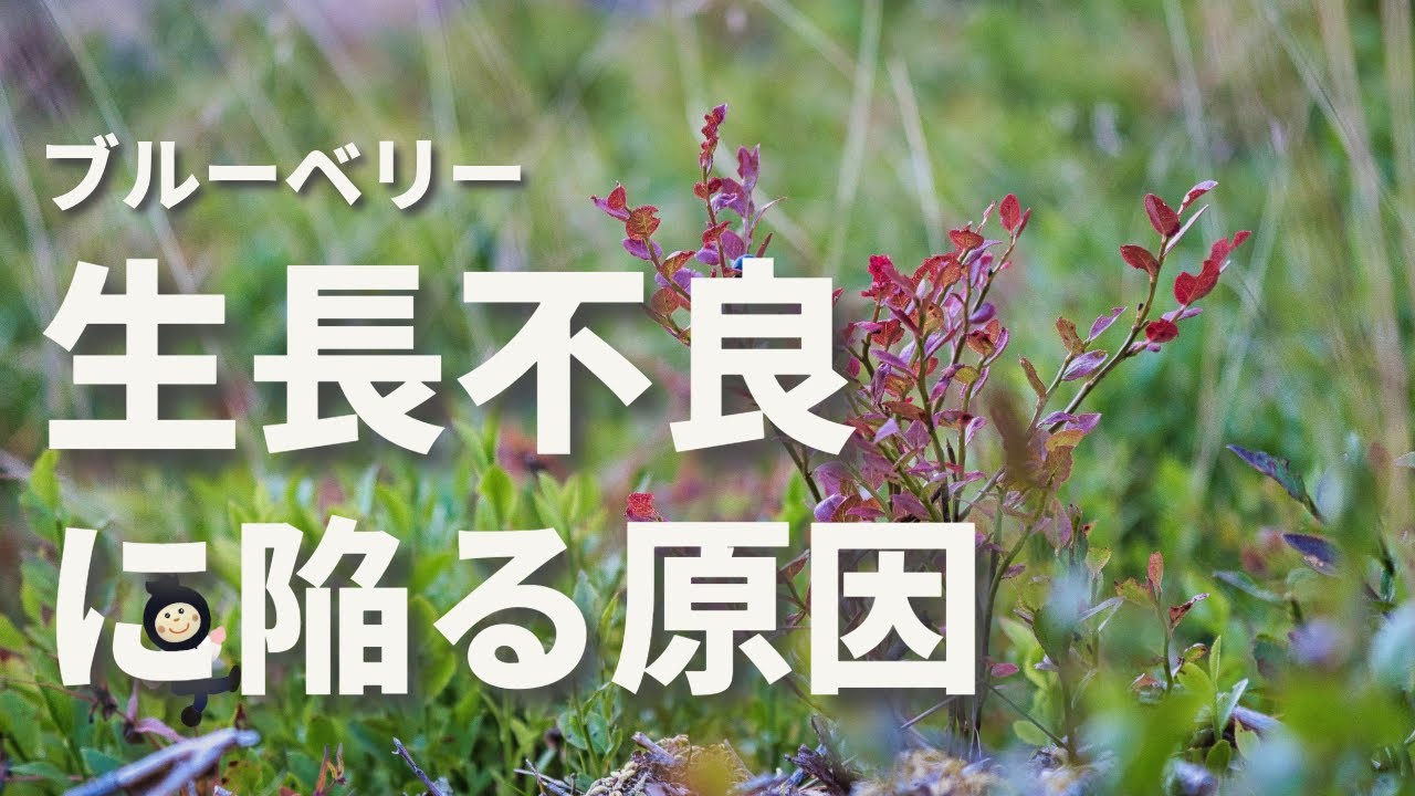 【ブルーベリー】生長不良の苗を救出！育ちが悪い原因は一体…⁉︎