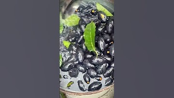 The process of processing and harvesting grapes #shorts