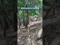 Tall deer rub within seconds of scouting! Easy mode with GameSearch-AI #deerseason2025 #scouting