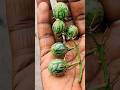 इसे तरबूज़ समझने की गलती मत करना😱।#wildfruits #shorts