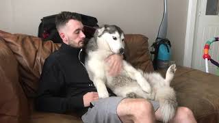 This is how I’m certain some husky dogs love to cuddle!!