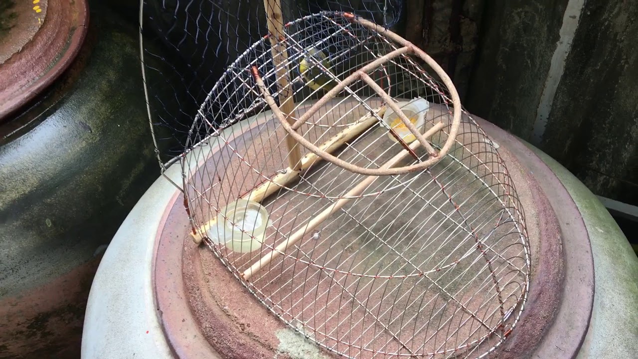 Lồng bẫy chim sâu lác 1 mặt - YouTube