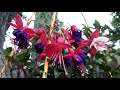 PLANTA Y CUDADOS DE FUCHSIA.ALJABA, ARETES DE LA VIRGEN,BAILARINAS, ZARSILLOS, ARETES DE LA REYNA.