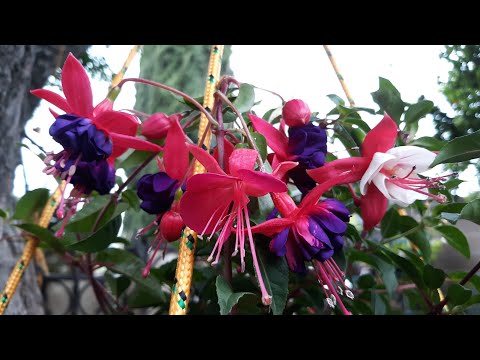 PLANTA Y CUDADOS DE FUCHSIA.ALJABA, ARETES DE LA VIRGEN,BAILARINAS, ZARSILLOS, ARETES DE LA REYNA.