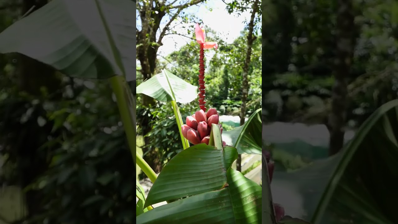 sweet Banana #banana #fruit #agriculture