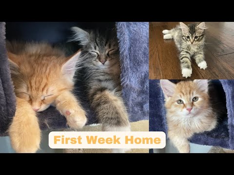 Siberian Kittens' First Week Home