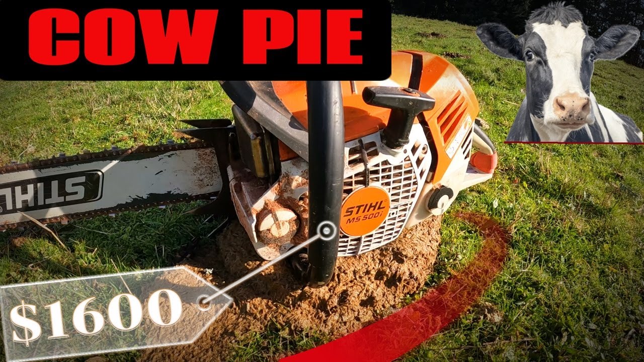 Felling Big Trees With The Stihl 500i - YouTube