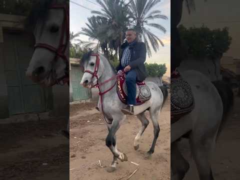 كيف تكون فارس وكيف تتحلى بأخلاق الفرسان معا لنشر الأخلاق الحميدة ٦٠شو مع الدكتور حاتم ستين