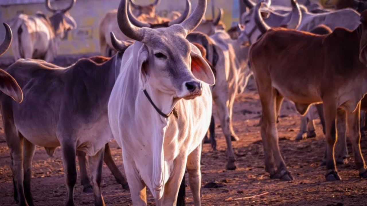 Reality of Cattle Pond फलाही | गौशाला की असली हालत | Real Condition 