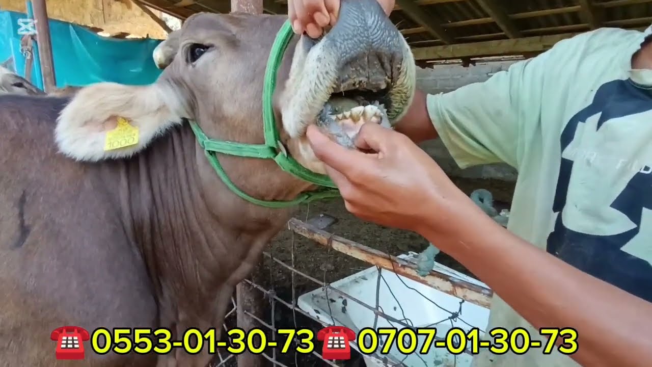 ТАЗА ШВИЦТЕР ЧЫКТЫ ТУУГАНДАР 6-БАШ УЙЛАР БООЗ СААН БИРИНЧИ ТУУТТАР БИШКЕКТЕ АЛАМҮДҮН РАЙОНУНДА ☎️✅