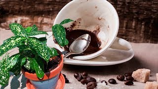 видео Кофейный жмых как удобрение для комнатных растений