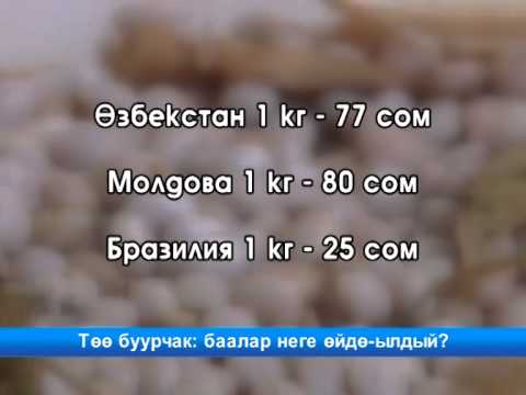 Video: Буурчак буурчак: өсүмдүктөрдүн өзгөчөлүктөрү