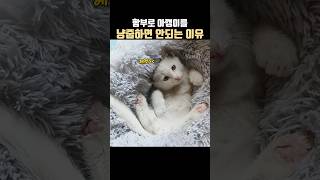 함부로 아깽이를 냥줍하면 안되는 이유  #고양이 #고양이일상 #모성애