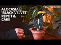 How to repot and care for alocasia black velvet  balconia garden