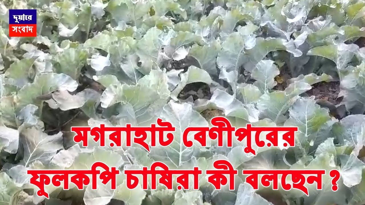 Benipur Fulkopi: চাষিদের অভিযোগ বেণীপুর বাজারে ক্রেতা কম। পাইকারী ...