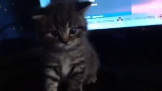 Шок ! С Aliexpres можно заказать котёнка ! Обзор посылки .