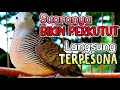 Suara Perkutut Lokal Memanggil Suaranya Bagus Untuk Pikat Dan Pancingan Mp3 - Mp4 Download
