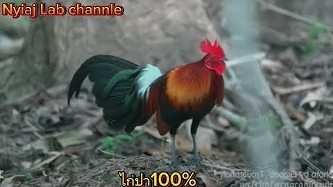 ไก่ป่า100% garungrac qaib qus zoo nkauj heev🐓🐓
