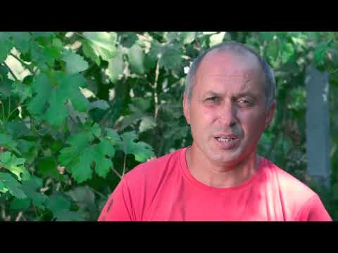 СФГ Лагуза -
