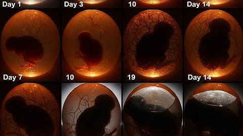 Egg candling / Super Simple Way to Candling Eggs Using a Mobile Phone