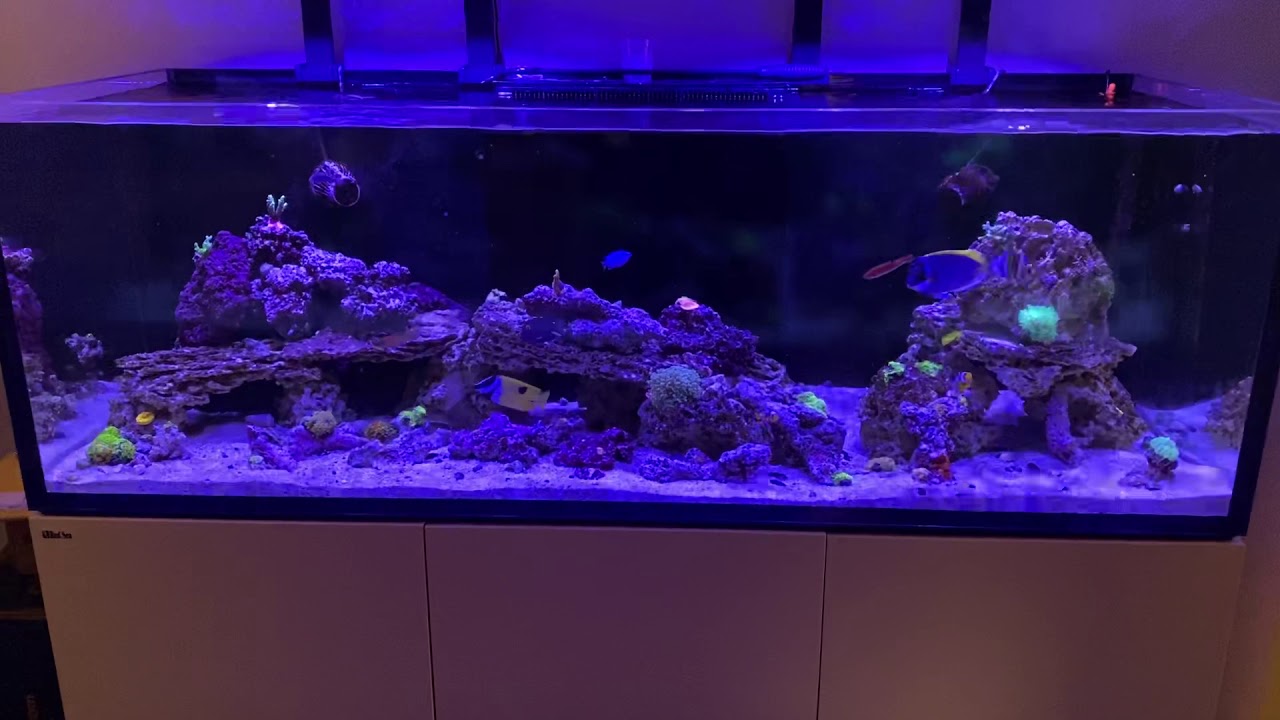 Build Thread New House New Tank Rsr750 Reef2reef Saltwater And Reef Aquarium Forum