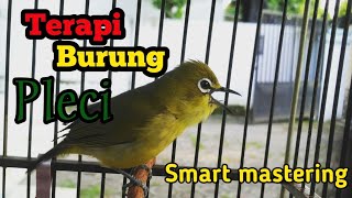 Terapi Burung Pleci cepat ngalas (audio) #pleci #pcmi #savepleci