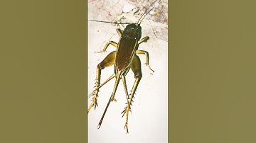 Thumbnail of cricket sound #insect
