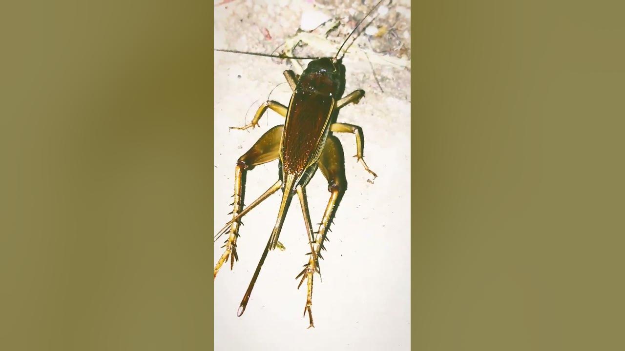 cricket sound #insect