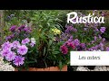 Les asters