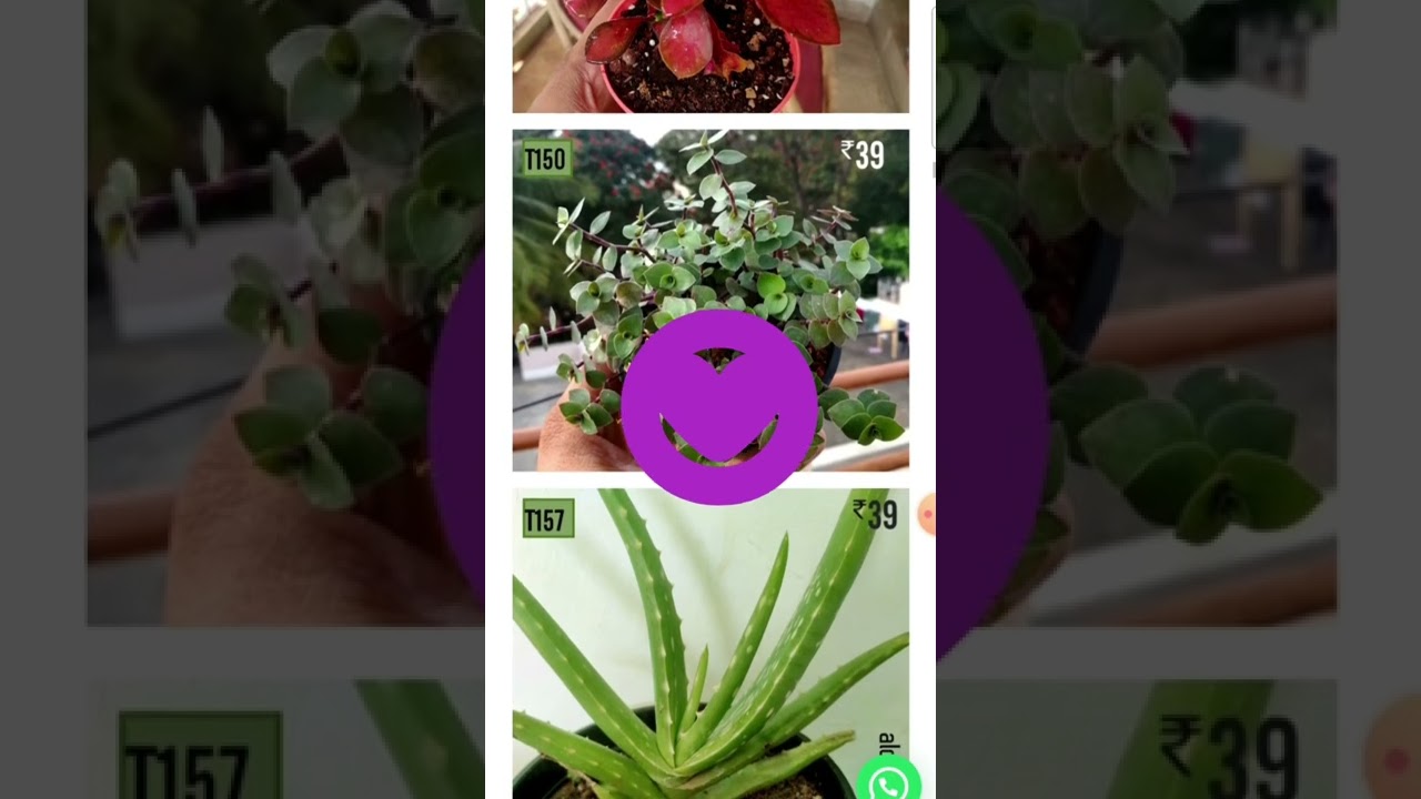 Buy Succulents Plants online at Cheaper pricesIISucculent Factory 🏕