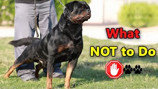 10 Things You Should Never ❌ Do With A Rottweiler Dog❗ || Common Errors