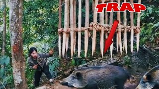 Primitive pig trap that works... Survivel