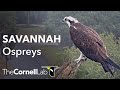 Savannah Ospreys Fixed Cam | Cornell Lab & Skidaway Audubon