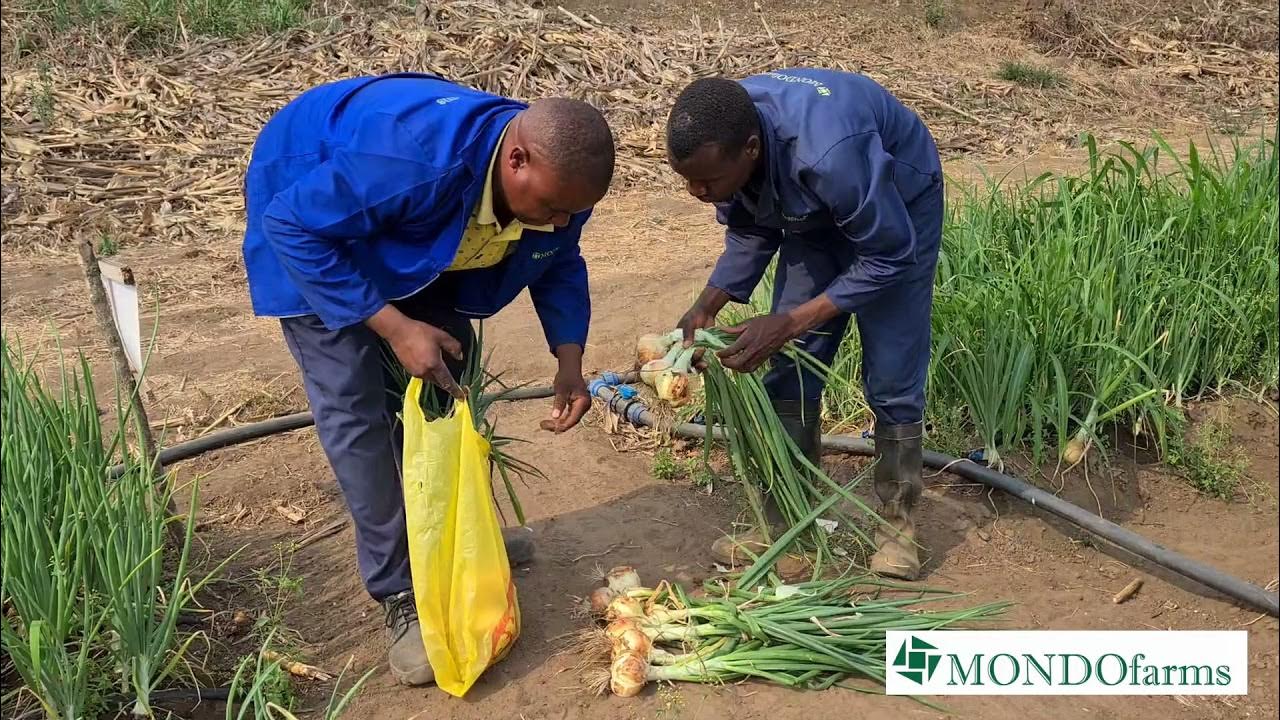 Onion Farming in Zambia 2021 Update 3 (Oct 05) Crop on Riverside 1
