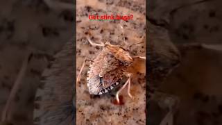 How to get rid of stink bugs? Click lower right corner to learn more from my Nature Ed channel! How to get rid of stink bugs? Click lower right corner to learn more from my Nature Ed channel!