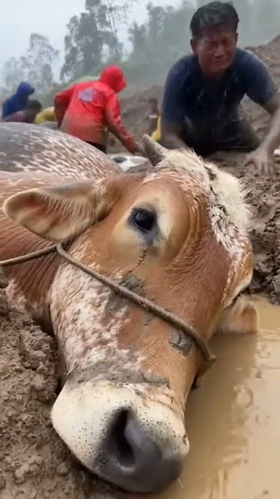 Sapi Mati Karena Banjir Bandang #shorts #sapi #cow