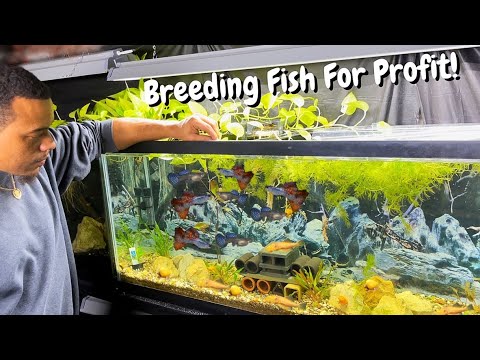 How To Make Money Breeding These Fish!